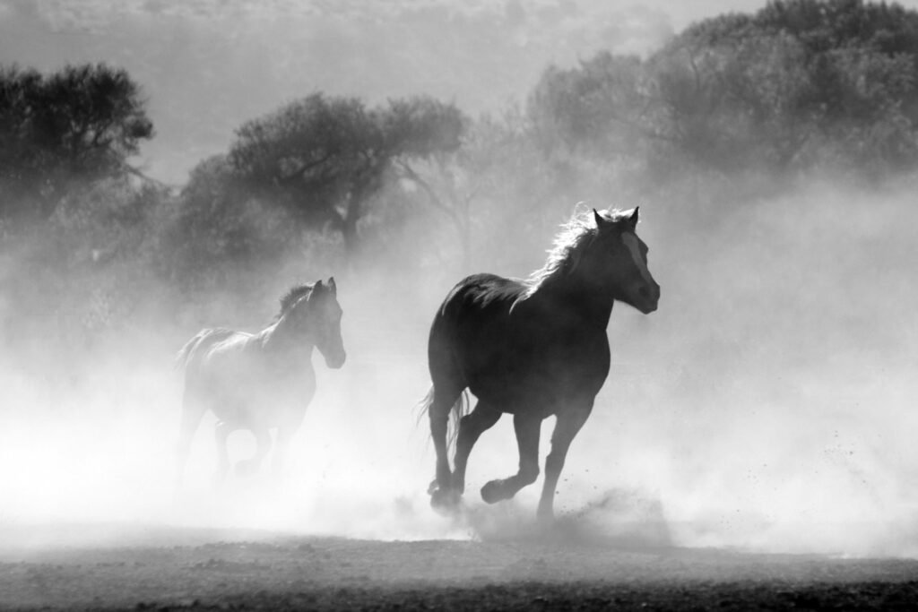 Le cheval a appris par l'homme une course unique le trot