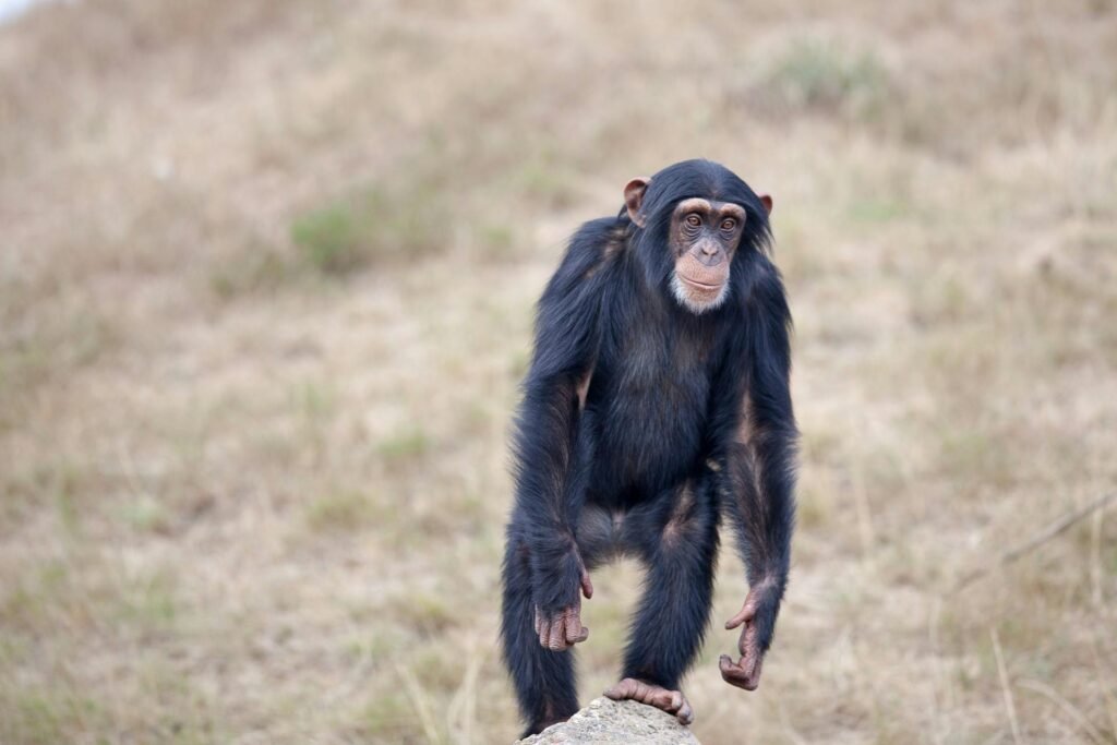 De primate à humain il n'y a qu'un pas, faisant de l'homme l'animal le plus intelligent sur terre mais pas le plus rapide à la course