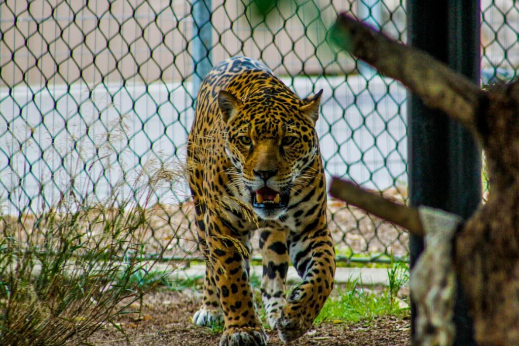 le guépard est sans doute l'animal le plus rapide sur terre à la course