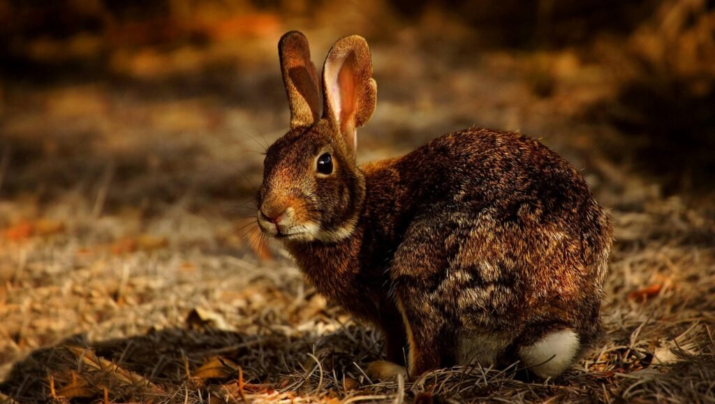 le lapin saute avec ces puissantes pattes arrières